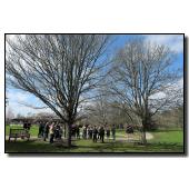 Tree at Sir Harold Hillier Gardens <br /><span class='footnote'>[photos copyright March Creative &amp; Mark Powell]</span>